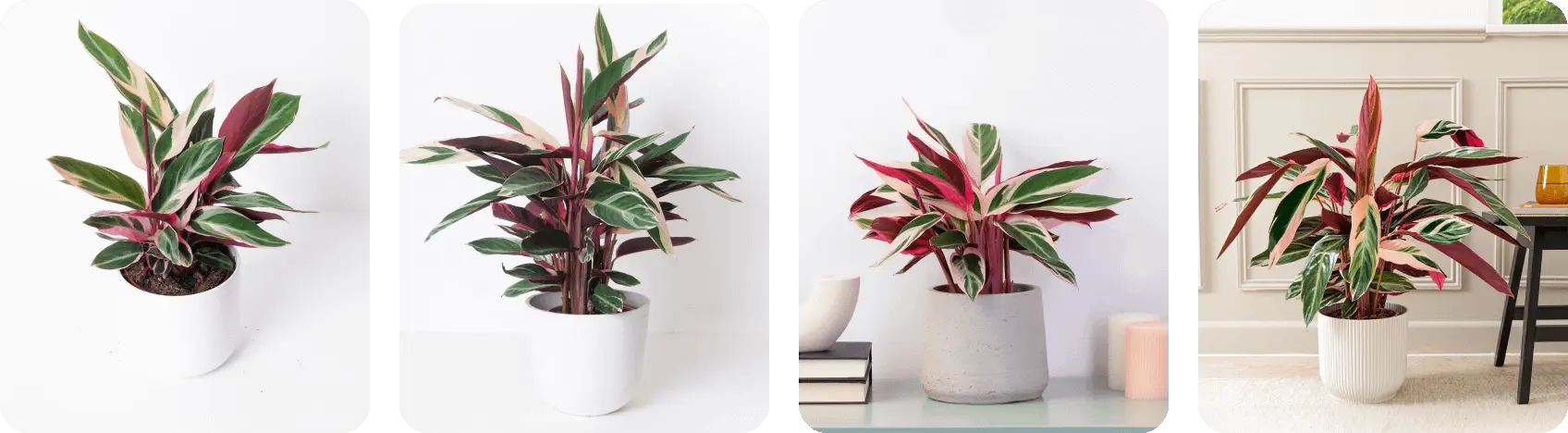 Document Key Plant Specimens